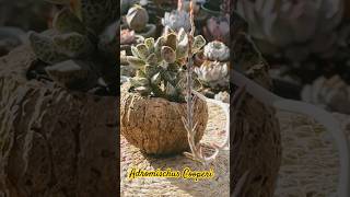 Adromischus cooperi 🌼 succulents suculentasconamor [upl. by Eelah]