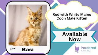 Kasi Red with White Maine Coon Male Kitten Available Now  Purebred Kitties [upl. by Maegan714]