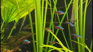 Cardinalis et axelrodia dans un aquarium biotope amazonien [upl. by Nickles]