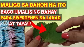 3 DAHON ng OREGANO IPahid Bago Tumaya Para Swertehen inday8buhayprobinsya [upl. by Harold]