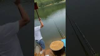 The process of placing corn bait in fish ponds [upl. by Eissim]