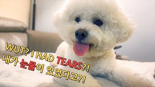 Completely removed our bichons tear stains SOMthing Special Magic product for dog tear stains [upl. by Nalyd]