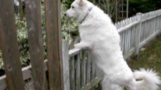 Maremma Sheepdog [upl. by Monie]