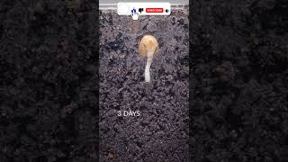 Plant growth time lapse tumelaspe shorts viral trending [upl. by Sioled]