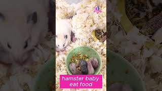 hamster baby eat food [upl. by Bilac297]