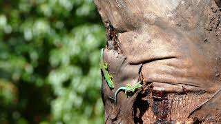 Phelsuma lineata lineata [upl. by Nayrb]