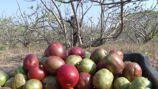 Hechos del Agro  Cosecha de jocote Barón Rojo [upl. by Hatokad669]