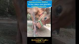 నాటు వైద్యం వద్దు ketosis cow [upl. by Ahsikcin]