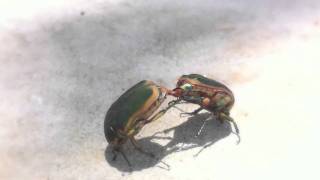 Cotinus texana Metallic Green Fig Beetle [upl. by Essilec]