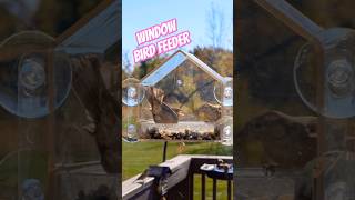 Little Brown Birds BICKER at Window Bird Feeder Cam birds birdfeeder birding housesparrow finch [upl. by Mitman]