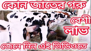 কোন জাতের গরু পালনে বেশী লাভজনক দেখুন এই ভিডিওতে। [upl. by Alvie724]