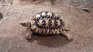 Indian Star Tortoise  Singapore Zoo [upl. by Lerej]