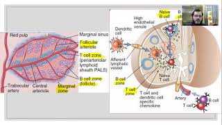 ISOTYPE IDIOTYPE AND ALLOTYPE Antibodies Immunology Meaning and Understanding [upl. by Nickey504]