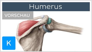 Humerus Vorschau  Anatomie des Menschen  Kenhub [upl. by Devina]