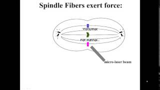 Spindle fibers exert force on chromatids [upl. by Nerad228]