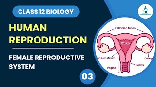 Female Reproductive System  Human Reproduction  Class 12 Biology [upl. by Engeddi449]