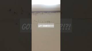 Evidence of termite infestation How to spot termites termites rotrepair diytipsandtricks diy [upl. by Bethesde]