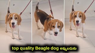 top quality Beagle dog for sale in telugu86395839179030965656 aj pets [upl. by Tonya]