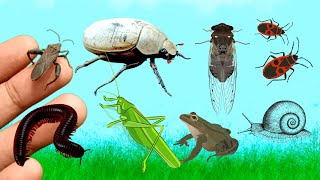 Find Animals  Beetles Insects Snails Cicadas grasshoppers frogs animals [upl. by Knowlton]