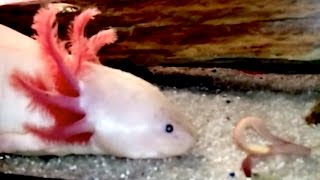 Axolotl Eat Moment Mexican walking fish [upl. by Eddie332]