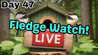 Chickadee Nest Box LIVE  Season 2  Day 47 52524 [upl. by Eatnuahc]