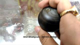 Shri Matsya Shaligram Gandaki River Nepal  Shukracharya  919810143516 [upl. by Alesig]