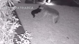 Coyote attacks beloved pet dog in Huntington Beach  ABC7 [upl. by Roon790]