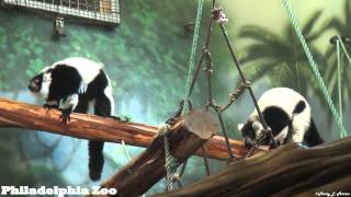 Philadelphia Zoo Black and White Ruffed Lemurs Being Noisy [upl. by Itsuj]