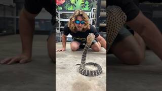 Cobra spits Venom in my MOUTH short shorts animal wildlife nature snake reptiles cobra [upl. by Aelegna579]