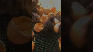 murgi farming smart qadari eeg home lahore youtubeshorts ayamsemani qadri haldi egg [upl. by Sterner663]