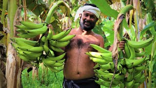 Organic Banana Farming\ Banana From Farm to harvest [upl. by Libna]