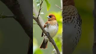 Munia bird nature birdsong wildlife birdsingingmusic birds [upl. by Johnstone]