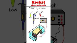 Rocket immunoelectrophoresis RIE Laurell Techniques animation immunology [upl. by Lana]