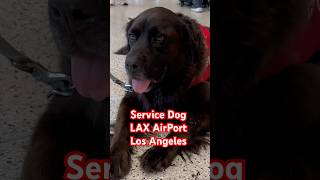 Service dog at the airport servicedog la lax losangeles california usa dog pet love cute [upl. by Lucian]