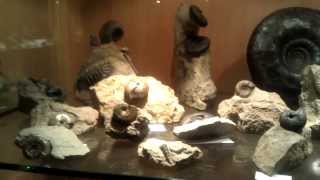 Neuer Kanal quot Fossilien TV quot Fossiliensammlung Bayern [upl. by Willyt]