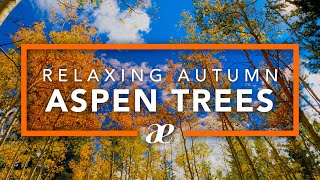 Autumn Aspen Trees in the Wind Ambient Nature Sounds — Kenosha Pass Colorado 4K UHD [upl. by Etennaej]