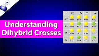 Mendelian Genetics and Punnett Squares [upl. by Jala]