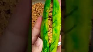 keema bhary karely tasty and easy recipe must try keemakarela karely [upl. by Udale576]