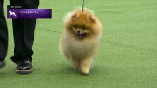 Pomeranians  Breed Judging 2023 [upl. by Magree]