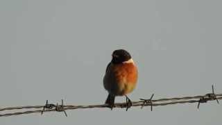 Schwarzkehlchen Saxicola rubicola Eifel 2042015 [upl. by Lleira]