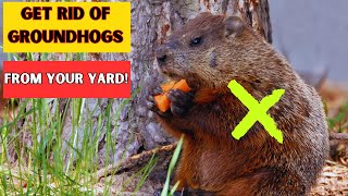 How to Keep Groundhogs Out of Your Garden [upl. by Nsaj]