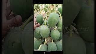 Papaya virus management strategies  پپیتے کا وائرسی بیماریوں سے تحفظ Agri Doctor Talks [upl. by Callista]