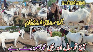 Bakra Mandi Tando Adam  Today update  barbari goat  patari goat  bakra Eid 2025  21092024 [upl. by Gonta]