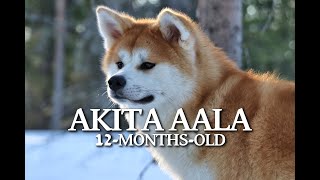 Akita Aala  12monthsold  2023 [upl. by Anilegnave]