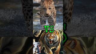 Liger vs 🐆jaguar animals animals liger jaguar [upl. by Liliane]