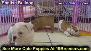 English Bulldog Puppies Dogs For Sale In Jacksonville Florida FL 19Breeders Orlando [upl. by Maximo]