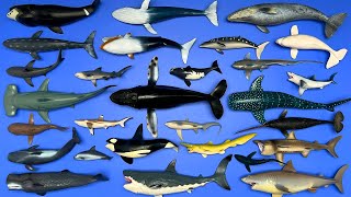 Sharks and Whales Whale Shark Orca Great White Shark Humpback Whale Mako Shark Etc MN074 [upl. by Potter25]