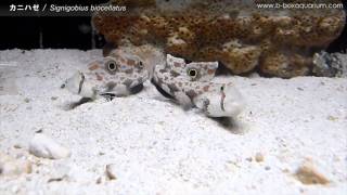 Marine  カニハゼ  Signigobius biocellatus [upl. by Eiznekcam]