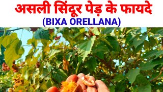 असली सिंदूर पेड़ के फायदे।Benefits of sindur treebixaorellana todaysayurveda natural [upl. by Tnecillim105]