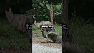 The Hilarious Emu War Australias Strangest War history facts Emu australia war warzone [upl. by Ailecara76]